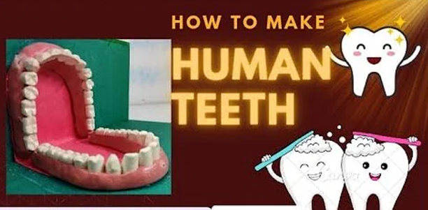 how to make human teeth model for science project exhibition, new human teeth model for school project