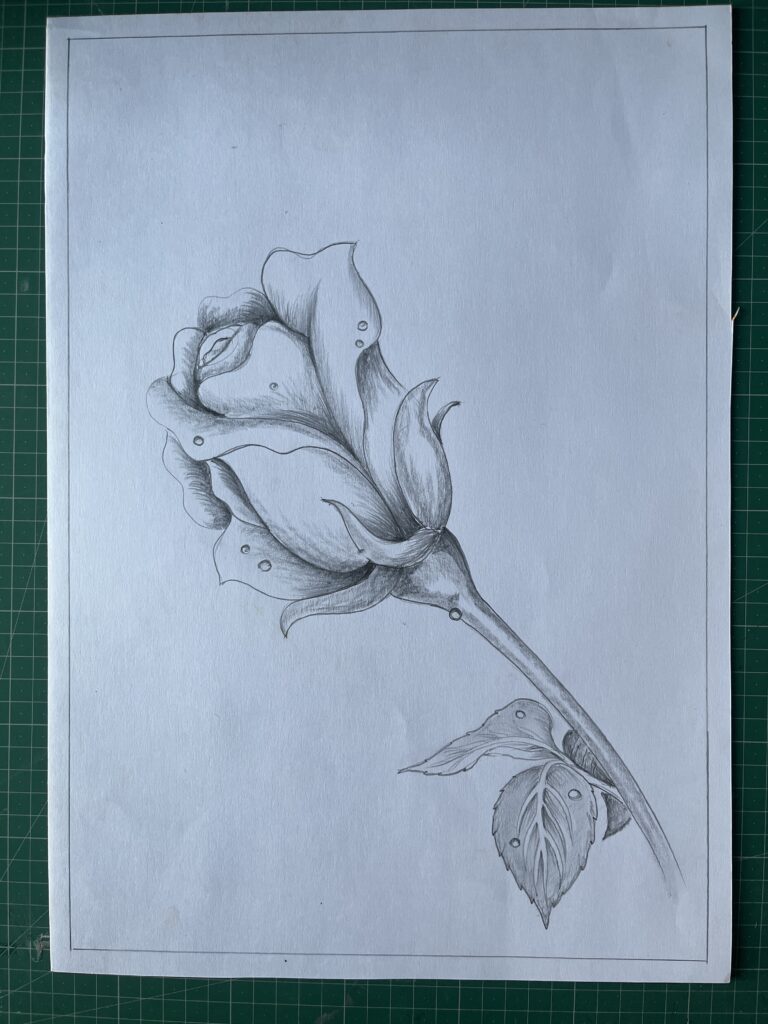 Realistic flower sketch drawn with graphite pencils showcasing fine shading and floral details