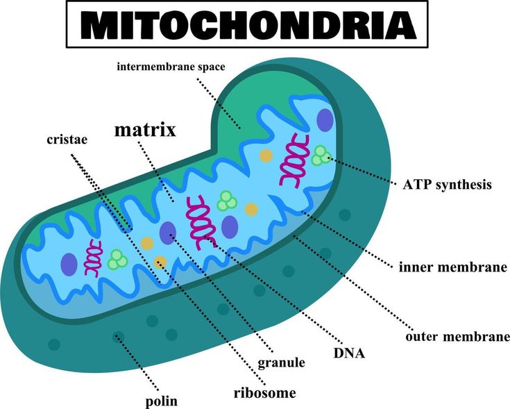 mitochondria 3D model