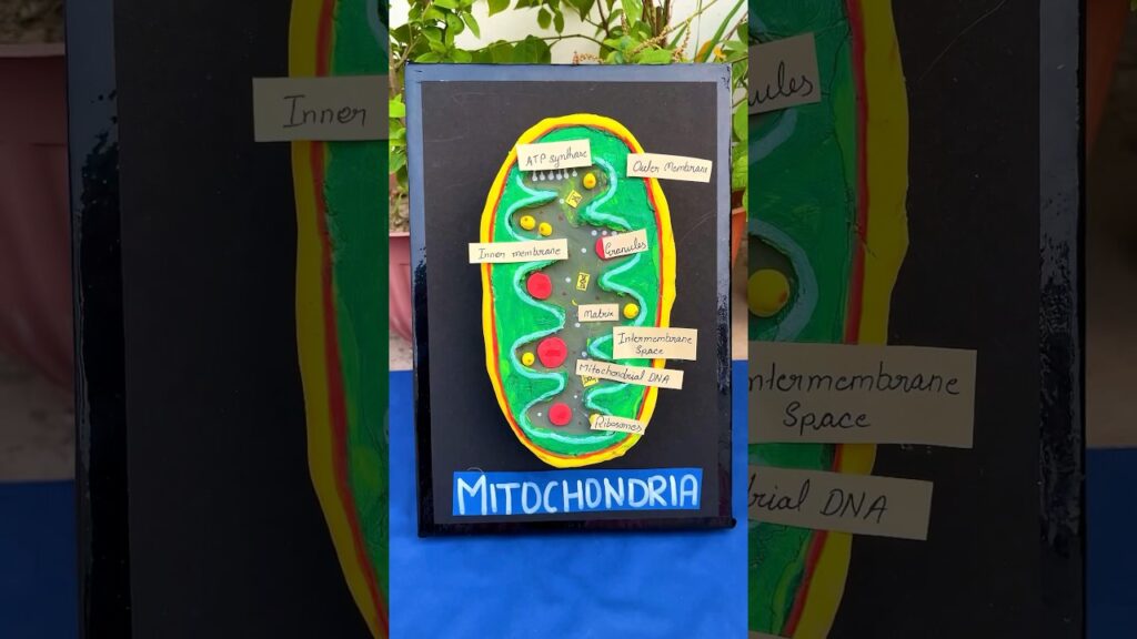 🔬 Mitochondria 3D Model for School Project