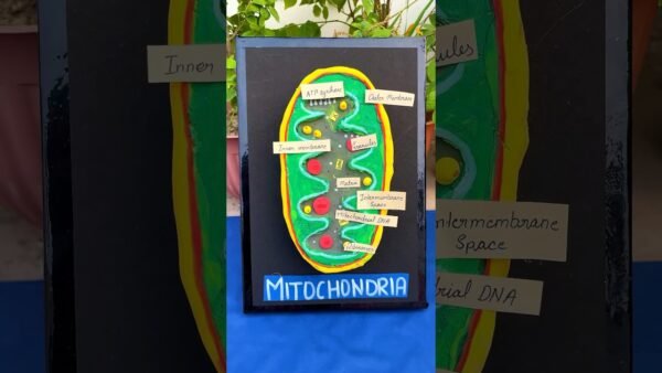 🔬 Mitochondria 3D Model for School Project