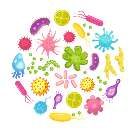 microorganism 3D model
