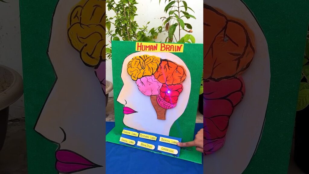 Human Brain 3D Working Model